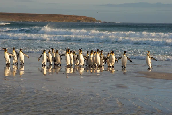 Pingüinos Rey en el Oleaje —  Fotos de Stock