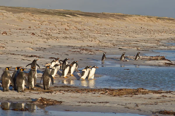 Pingwiny na plaży — Zdjęcie stockowe