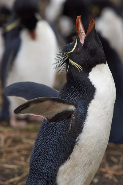 Rockhopper Penguin Mostrando — Foto de Stock