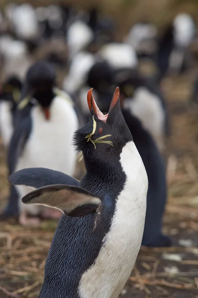 Rockhopper Penguin Mostrando — Foto de Stock