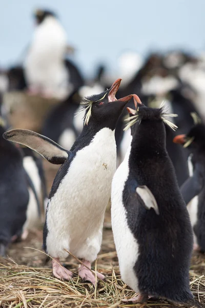 Rockhopper pingwiny zaloty — Zdjęcie stockowe
