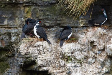 Rock üreticisidir iç içe geçirme