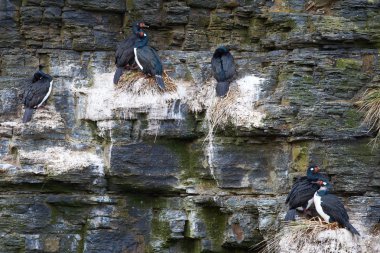 Rock üreticisidir iç içe geçirme