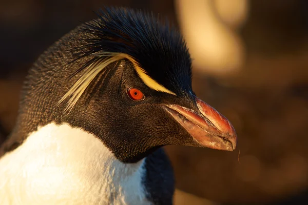 Portret Rockhopper Penguin — Zdjęcie stockowe