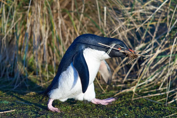 Rockhopper Penguin ένθεσης — Φωτογραφία Αρχείου