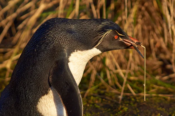 Felsenpinguin nistet — Stockfoto