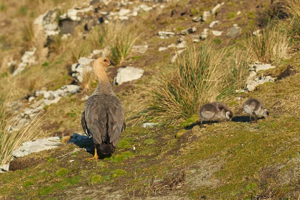 Fêmea Upland Goose e Goslings — Fotografia de Stock