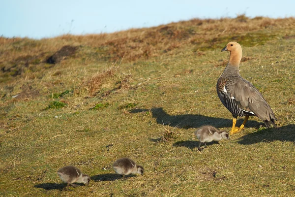 Ganso hembra de montaña y goslings — Foto de Stock