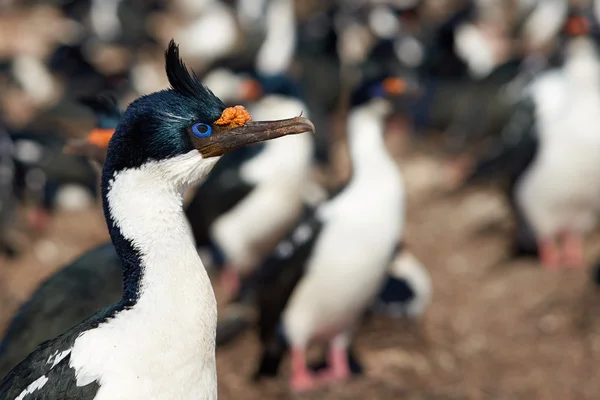 Colonia Imperial Shag — Foto de Stock