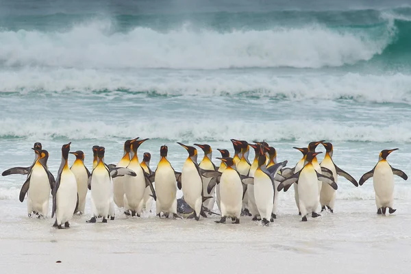 Pingüinos Rey que viene en tierra —  Fotos de Stock
