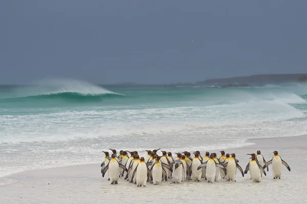 Rei Pinguins Vindo Ashore — Fotografia de Stock