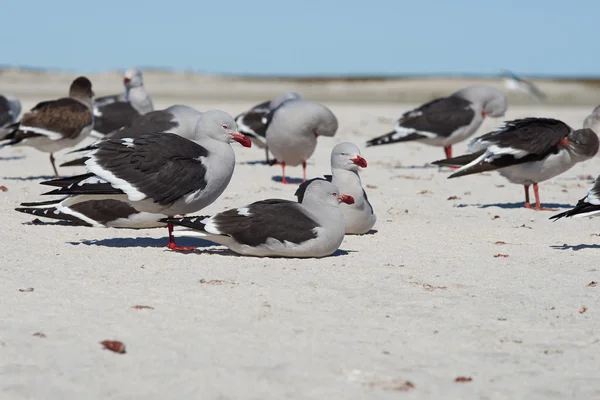 Dolphin Gulls - Ilhas Malvinas — Fotografia de Stock