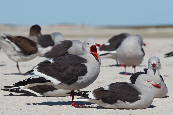 イルカ カモメ - フォークランド諸島 — ストック写真