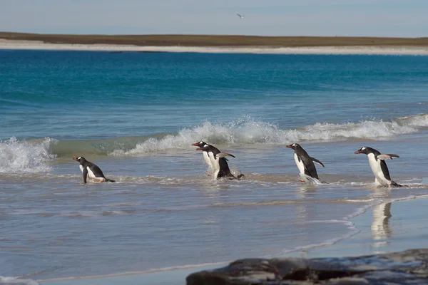 Denize doğru Gentoo penguenleri — Stok fotoğraf