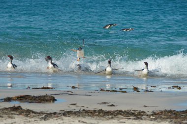 Akrobatik Gentoo penguenleri