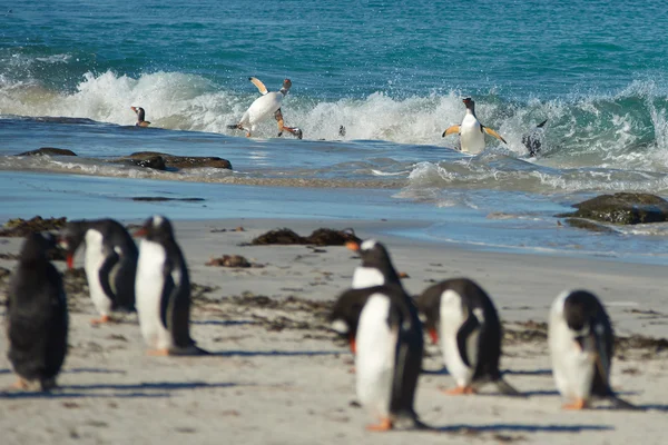 Akrobatische Gentoo-Pinguine — Stockfoto