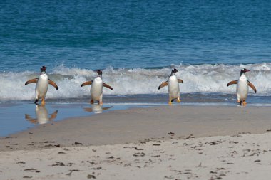 Gentoo penguenleri kıyıya geliyor