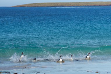 Gentoo penguenleri kıyıya geliyor