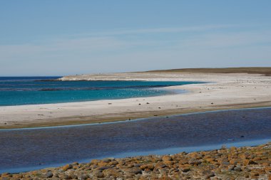 Bleaker Adası - Falkland Adaları