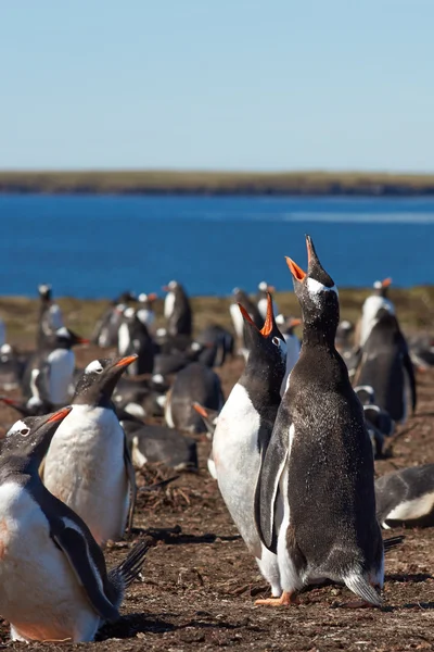 Αποικία από πιγκουίνους gentoo — Φωτογραφία Αρχείου