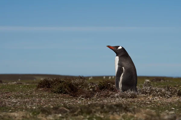 Gentoo пінгвіна - Фолклендські острови — стокове фото