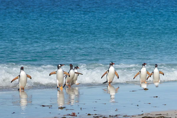 Gentoo penguenleri kıyıya geliyor