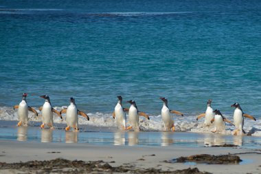 Gentoo penguenleri kıyıya geliyor