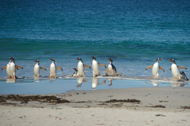Gentoo penguenleri kıyıya geliyor