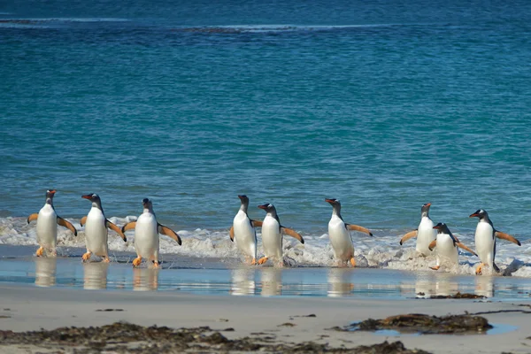 Gentoo pinguini in arrivo a riva — Foto Stock