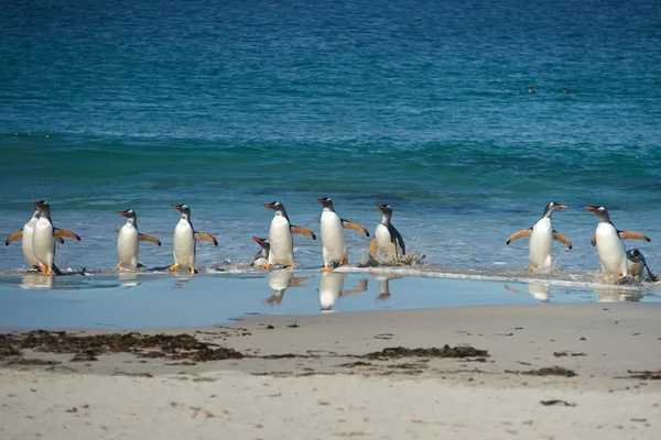 Gentoo pingviner kommer iland — Stockfoto