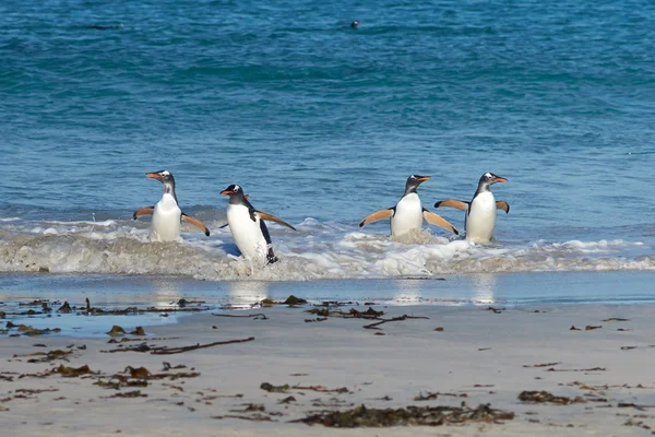 Gentoo penguenleri kıyıya geliyor — Stok fotoğraf