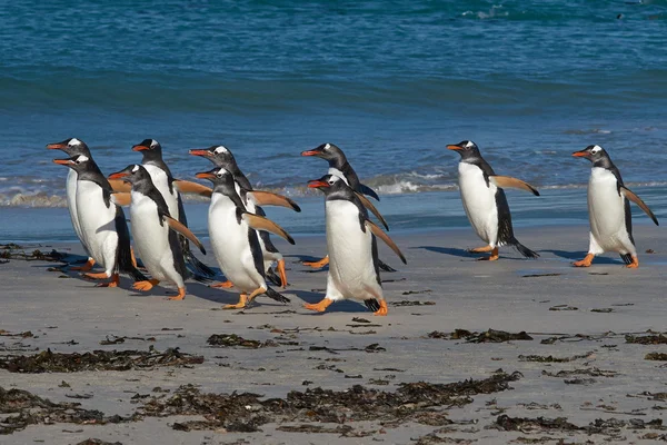 Gentoo pinguins chegando Ashore — Fotografia de Stock