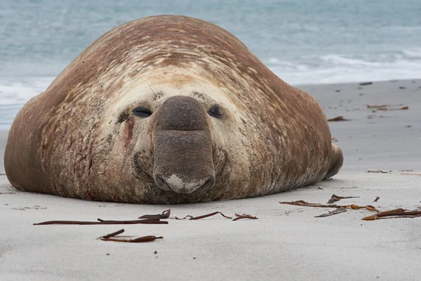 Elephant Seal - Falkland Islands — Stock Photo, Image