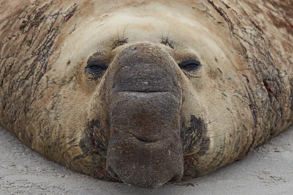 Elephant Seas - Falkland Islands — Stock Photo, Image