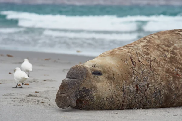 Elephant Seal - Isole Falkland — Foto Stock