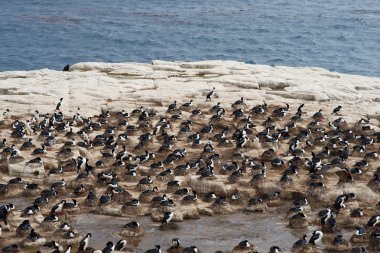 İmparatorluk Shag koloni