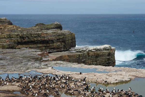 Colonie impériale Shag — Photo