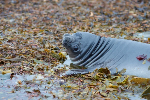 Elephant Seal Pup — Stock fotografie