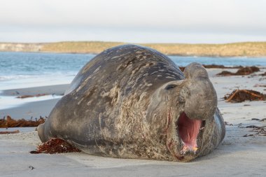 Elephant Seal  - Falkland Islands clipart