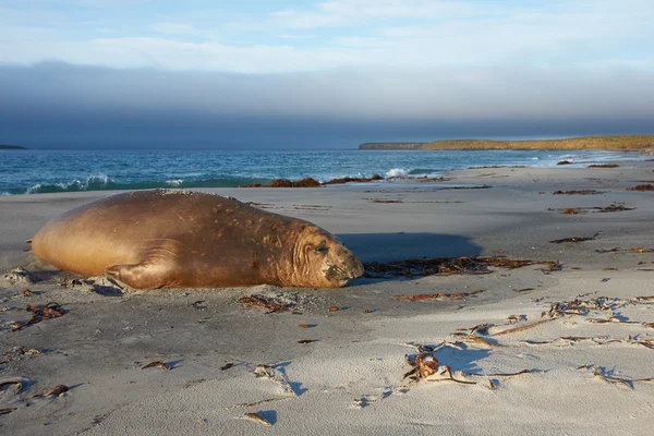 Elephant Seal  - Falkland Islands — Stock Photo, Image