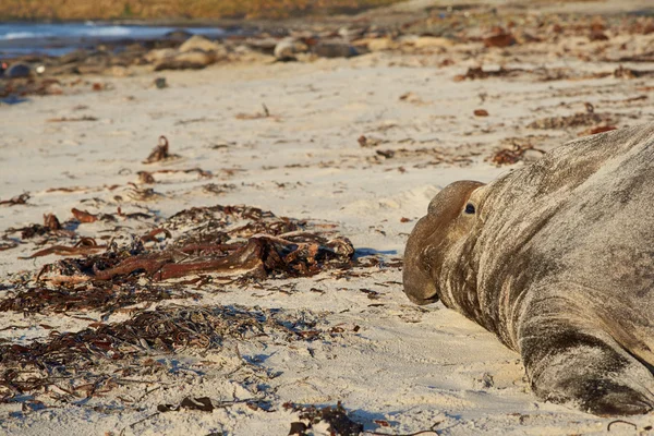 Elephant Seal - Isole Falkland — Foto Stock