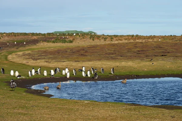 Gentoo pingwiny - Funt Wysp Falklandzkich — Zdjęcie stockowe