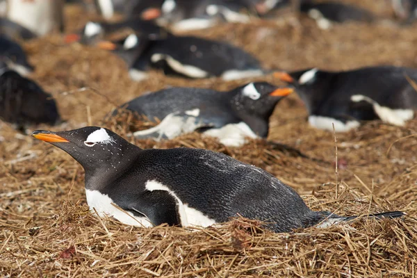 Pingwin białobrewy Kolonii — Zdjęcie stockowe