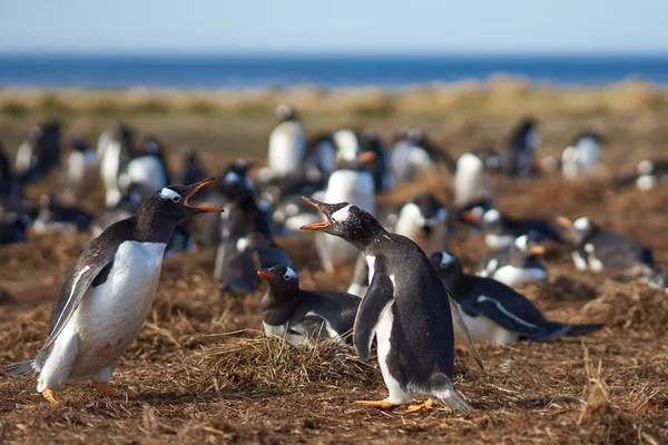 Gentoo пінгвіни склоки — стокове фото