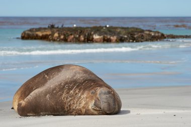 Elephant Seal - Falkland Islands clipart