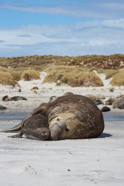Deniz aslanlarının çiftleşme