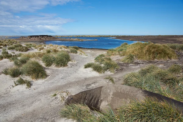 Elephant Seal - Falkland Islands — Stock Photo, Image