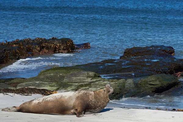 Elephant Seals - Falkland Islands — Stock Photo, Image