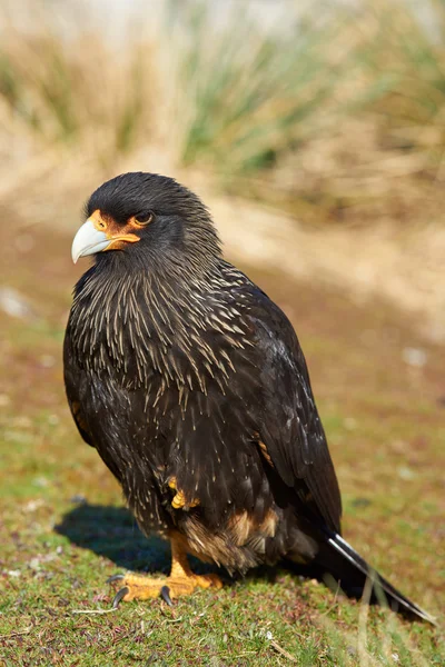 Striated Caracara - Фолклендские острова — стоковое фото