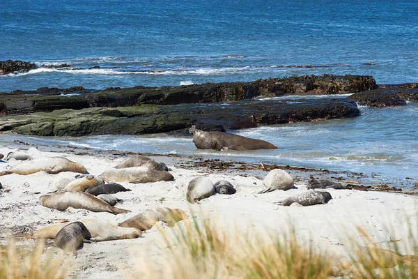 Deniz aslanlarının - Falkland Adaları — Stok fotoğraf